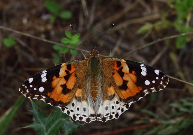 Vanessa cardui (white hindwing abberation) (Internet Image property of respective owner, non-commercial use only)